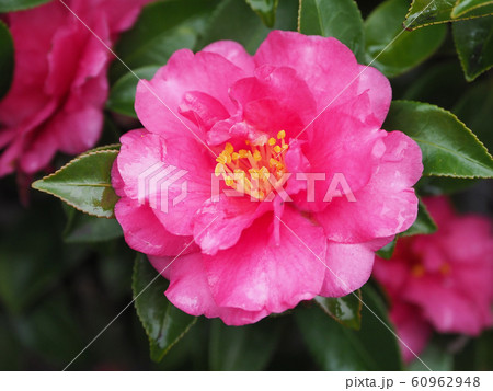 美しいサザンカ（山茶花）(水滴付き) 60962948