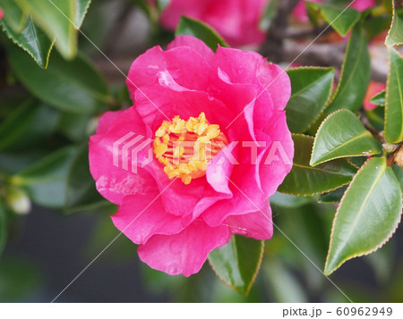 美しいサザンカ（山茶花）(水滴付き) 60962949