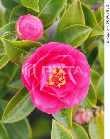 美しいサザンカ(山茶花)(水滴付き) 美しいサザンカ(山茶花)(水滴付き) 60962953