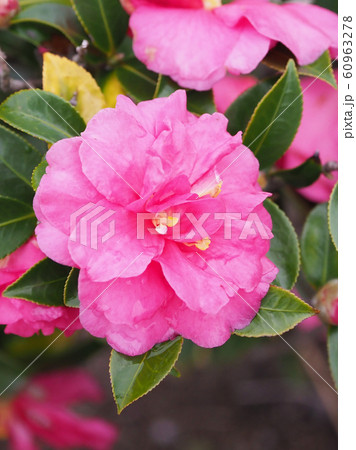 美しいサザンカ（山茶花）(水滴付き) 60963278