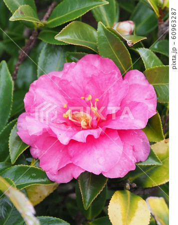 美しいサザンカ（山茶花）(水滴付き) 60963287