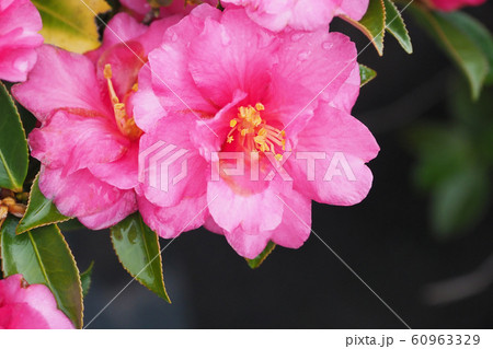 美しいサザンカ(山茶花)(水滴付き) 美しいサザンカ(山茶花)(水滴付き) 60963329