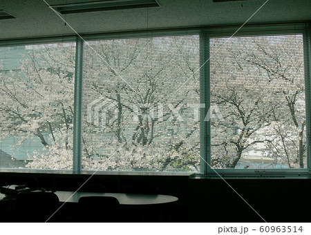 オフィスの桜 60963514