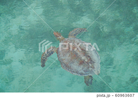 メトル島のウミガメ メトル島のウミガメ 60963607