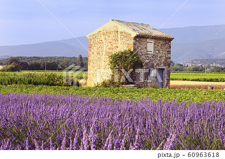 Lavender in the landscape 60963618