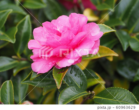 美しいサザンカ（山茶花）(水滴付き) 60963629