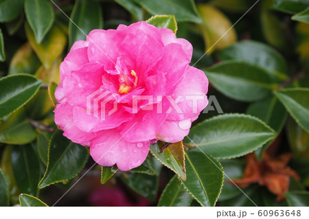 美しいサザンカ(山茶花)(水滴付き) 美しいサザンカ(山茶花)(水滴付き) 60963648