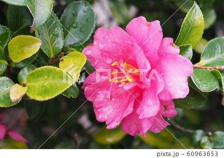 美しいサザンカ（山茶花）(水滴付き) 60963653