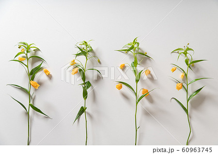サンダーソニア　Sandersonia   Christmas bells   イヌサフラン　 60963745