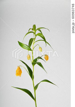 サンダーソニア　Sandersonia   Christmas bells   イヌサフラン　 60963746