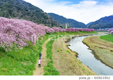 【河津桜　南伊豆町】 60963902