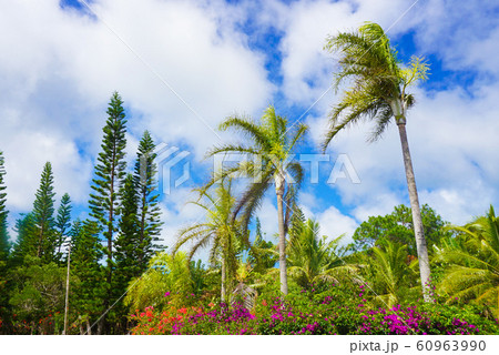 ニューカレドニアの植物 60963990