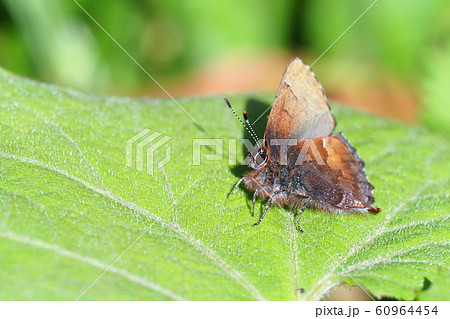 コツバメ 60964454