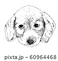 犬 60964468