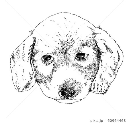 犬 犬 60964468