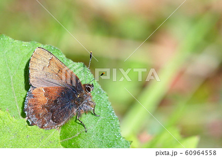 コツバメ 60964558