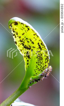 Aphids and ants on the underside of a green leaf 60964892