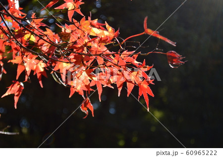 紅葉 60965222