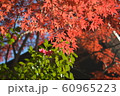 紅葉 60965223