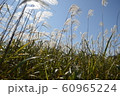 ススキ 60965224