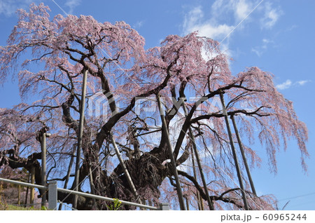 さくら 60965244