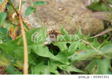 キイロスズメバチの狩り キイロスズメバチの狩り 60965301