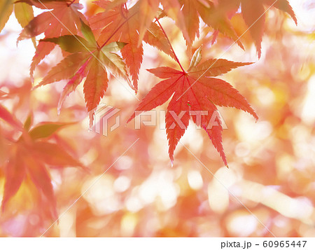 紅葉・秋 60965447