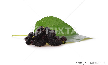 Mulberry with leaf Isolated on white background 60966387