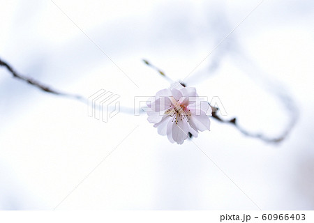 寒桜 60966403