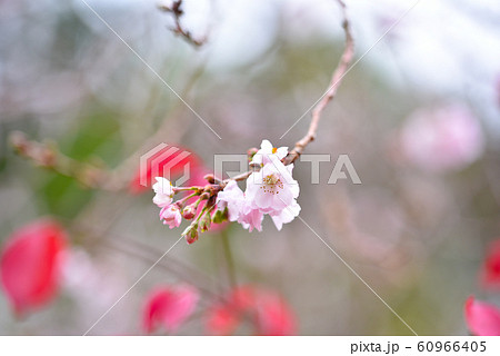 寒桜 60966405