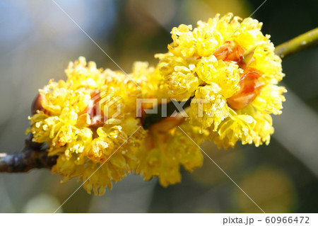 ダンコウバイの花 60966472