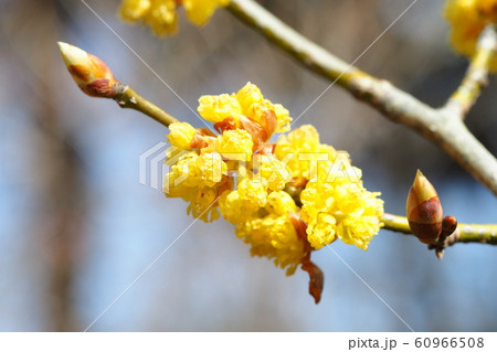 ダンコウバイの花 60966508