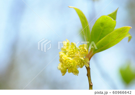 クロモジの花 60966642