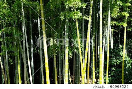 竹林 竹林 60968522