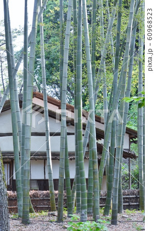 竹林 竹林 60968523