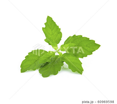 Fresh basil leaf isolated on white background 60969598