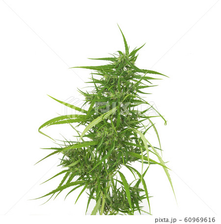 Fresh marijuana bud isolated on white background 60969616