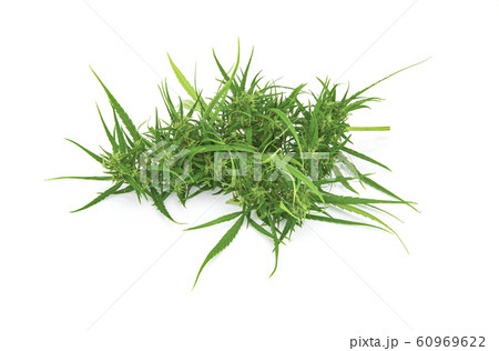 Fresh marijuana bud isolated on white background 60969622