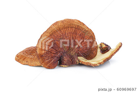 Lingzhi Mushroom Ganoderma Lucidum Isolated on Lingzhi Mushroom Ganoderma Lucidum Isolated on 60969697