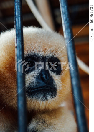 Wild monkey in captivity in zoo cage Wild monkey in captivity in zoo cage 60969709