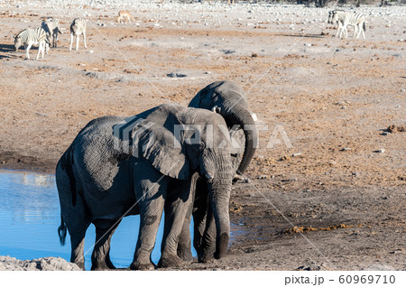 Two Male Elephants Fighting each other 60969710
