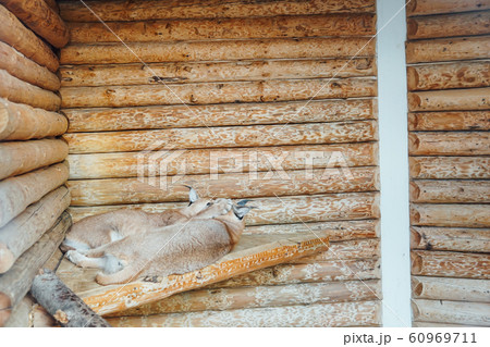 Two wild cat lynx sleeps in captivity in zoo cage 60969711