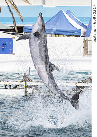 鴨川シーワールド イルカ 鴨川シーワールド イルカ 60970217