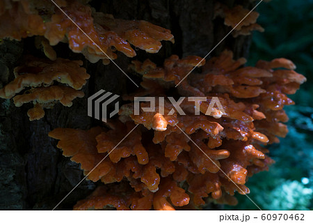 山のキノコ 60970462