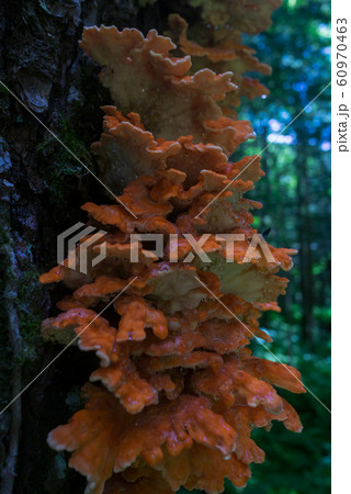 山のキノコ 60970463