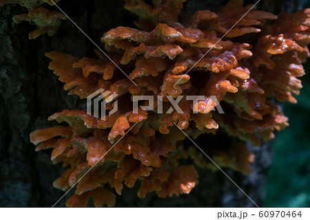 山のキノコ 60970464