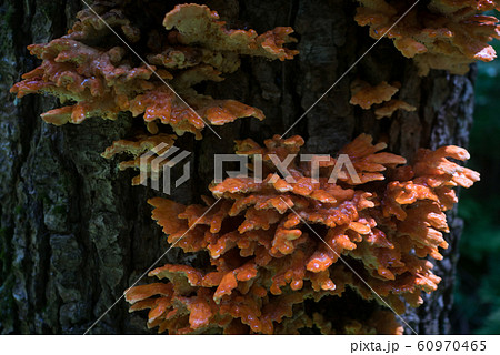 山のキノコ 60970465