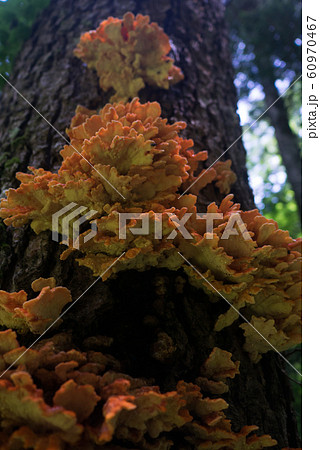 山のキノコ 60970467