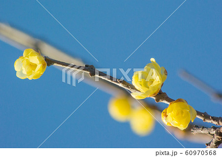 ロウバイ 60970568