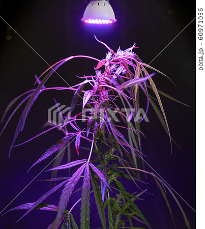 Plant sapling cannabis growing in pot with LED grow light Plant sapling cannabis growing in pot with LED grow light 60971036